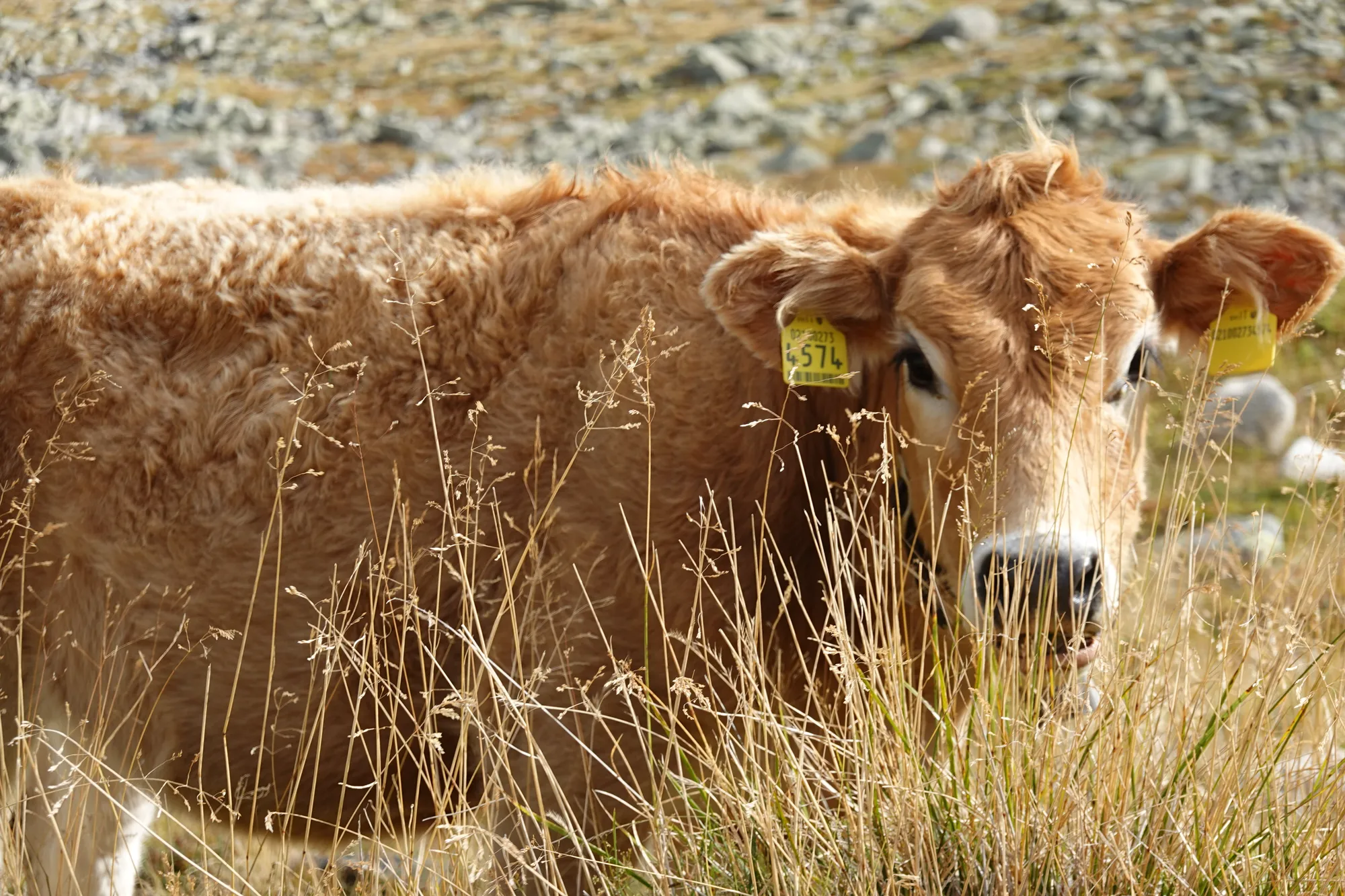 Neugieriges braunes Kalb im hohen Gras