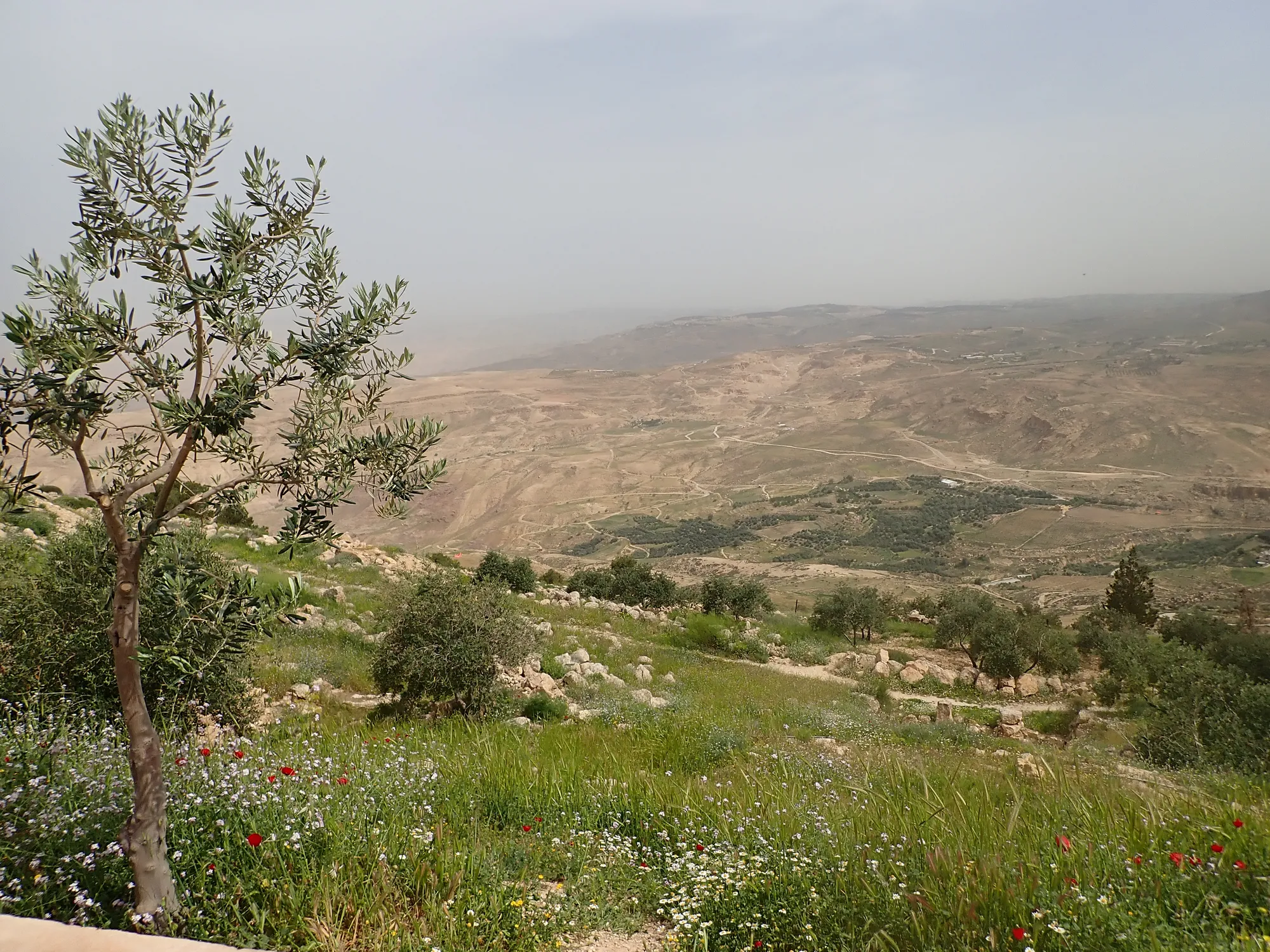 Olivenbaum und Blick über das grüne Hügelland rund um Madaba