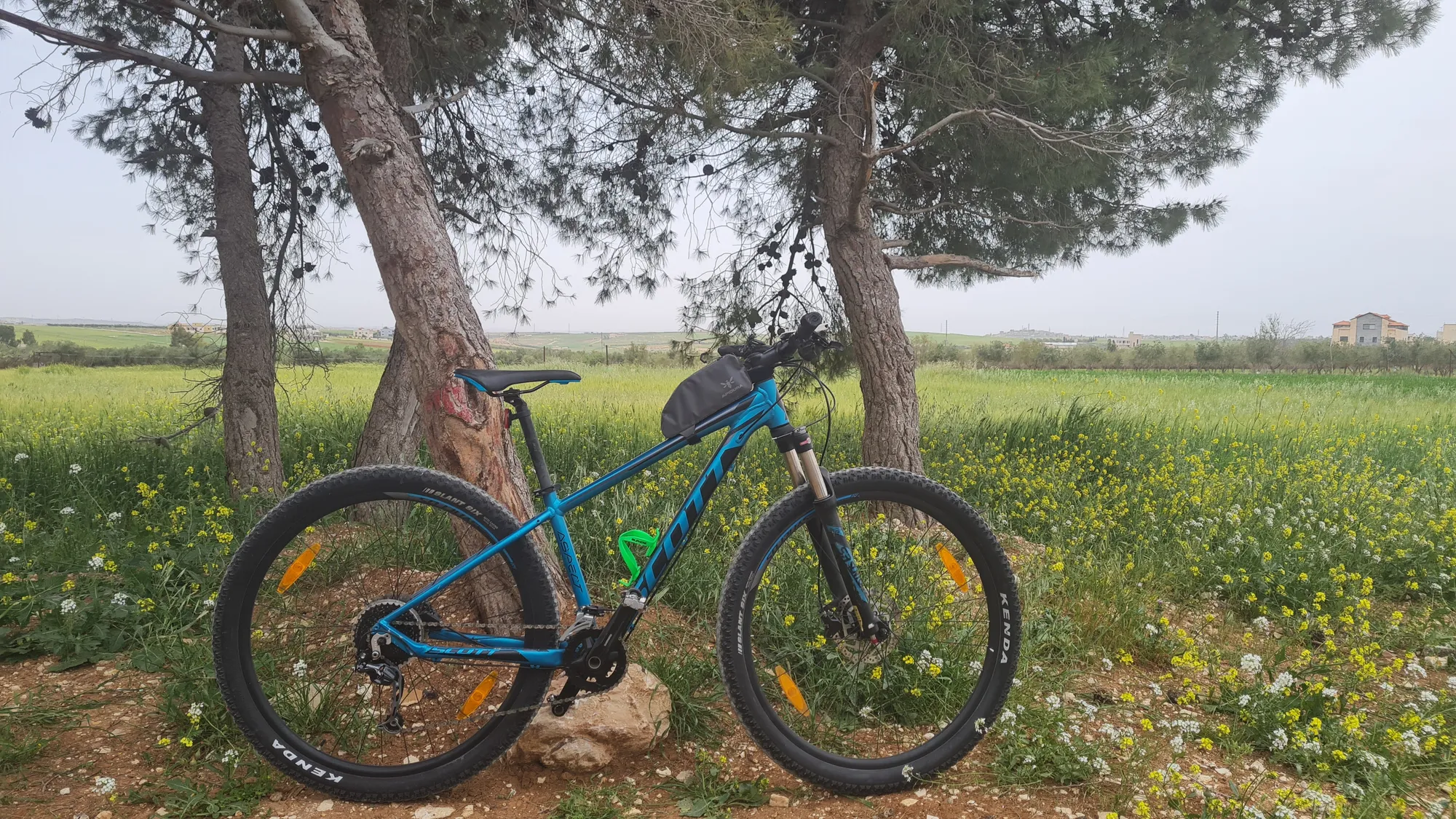 Türkises Mountainbike unter Pinien auf einer grünen Wiese