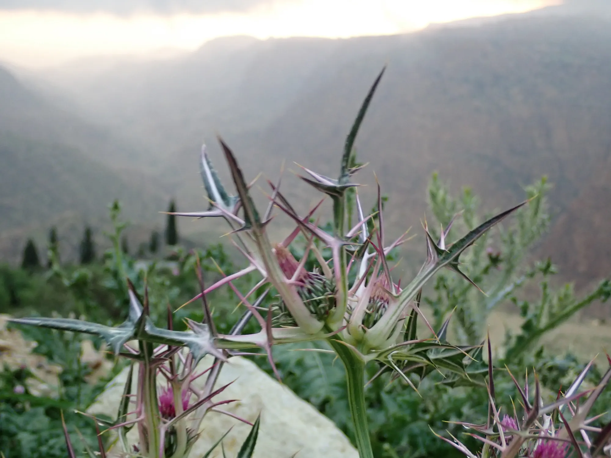 Distel vor nebligen Bergen im Dana-Reservat