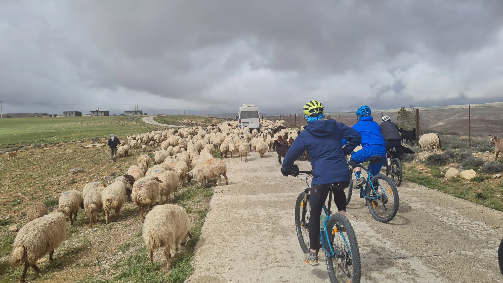 Schafherde auf der Straße, mittendrin zwei Radler