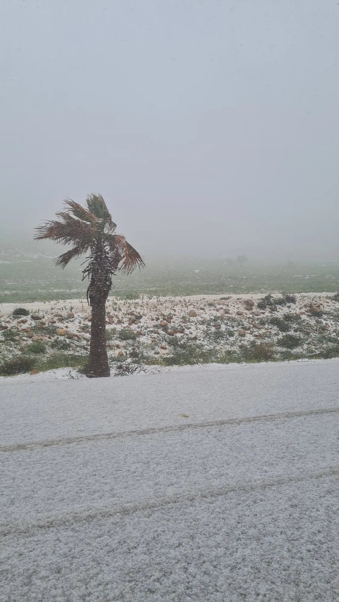Hagel bedeckt den Boden unter einer Palme