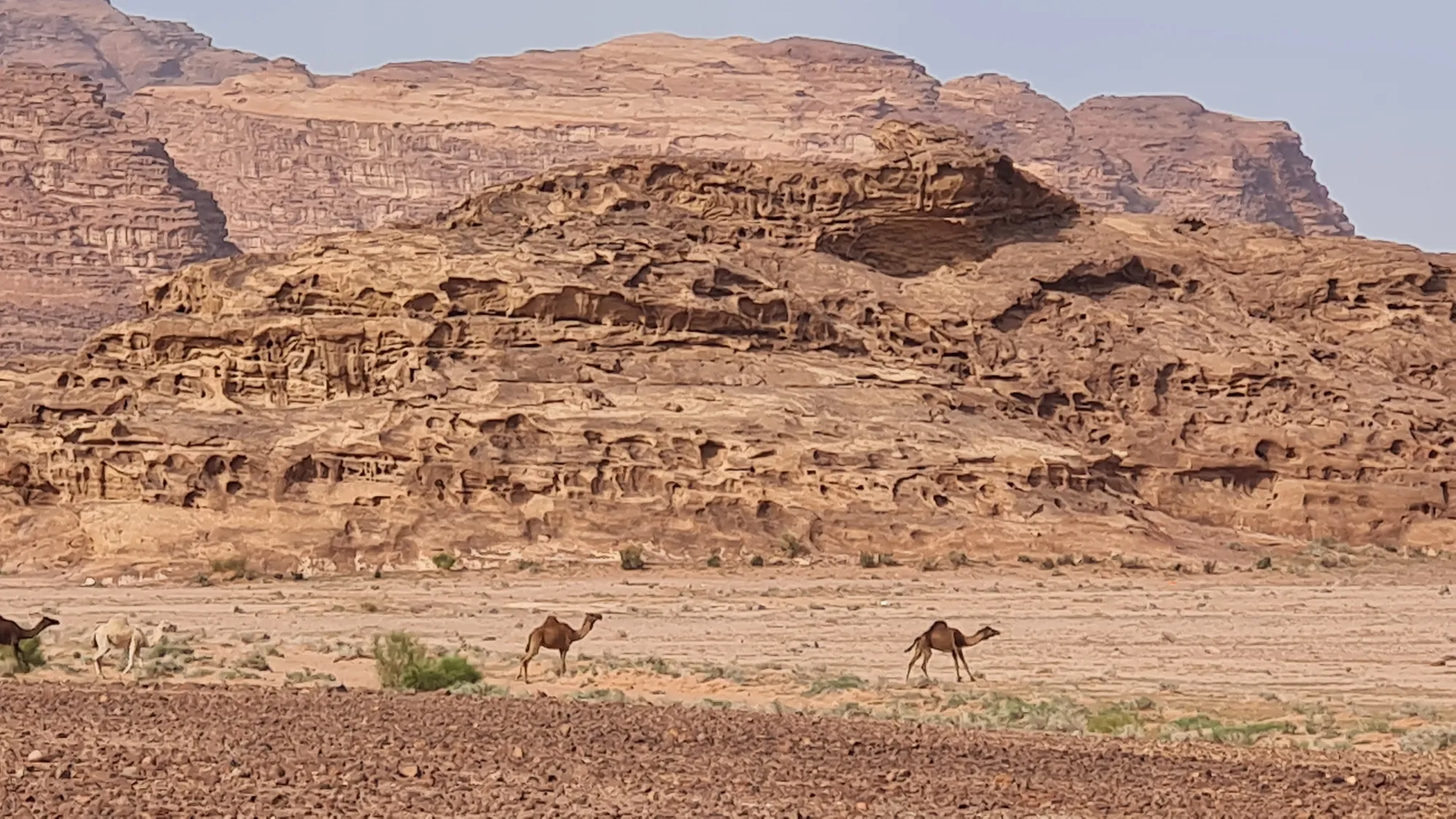 Kamele vor den Felsformationen im Wadi Rum