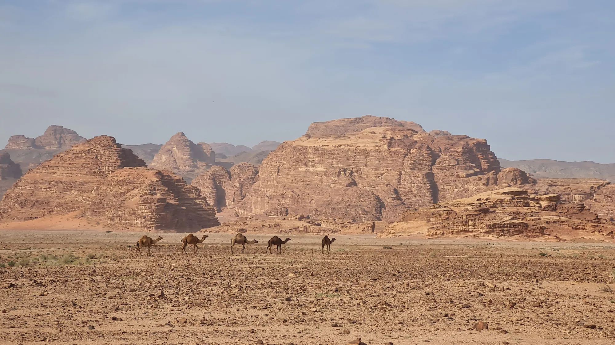 Kamelkarawane vor den Felsformationen des Wadi Rum