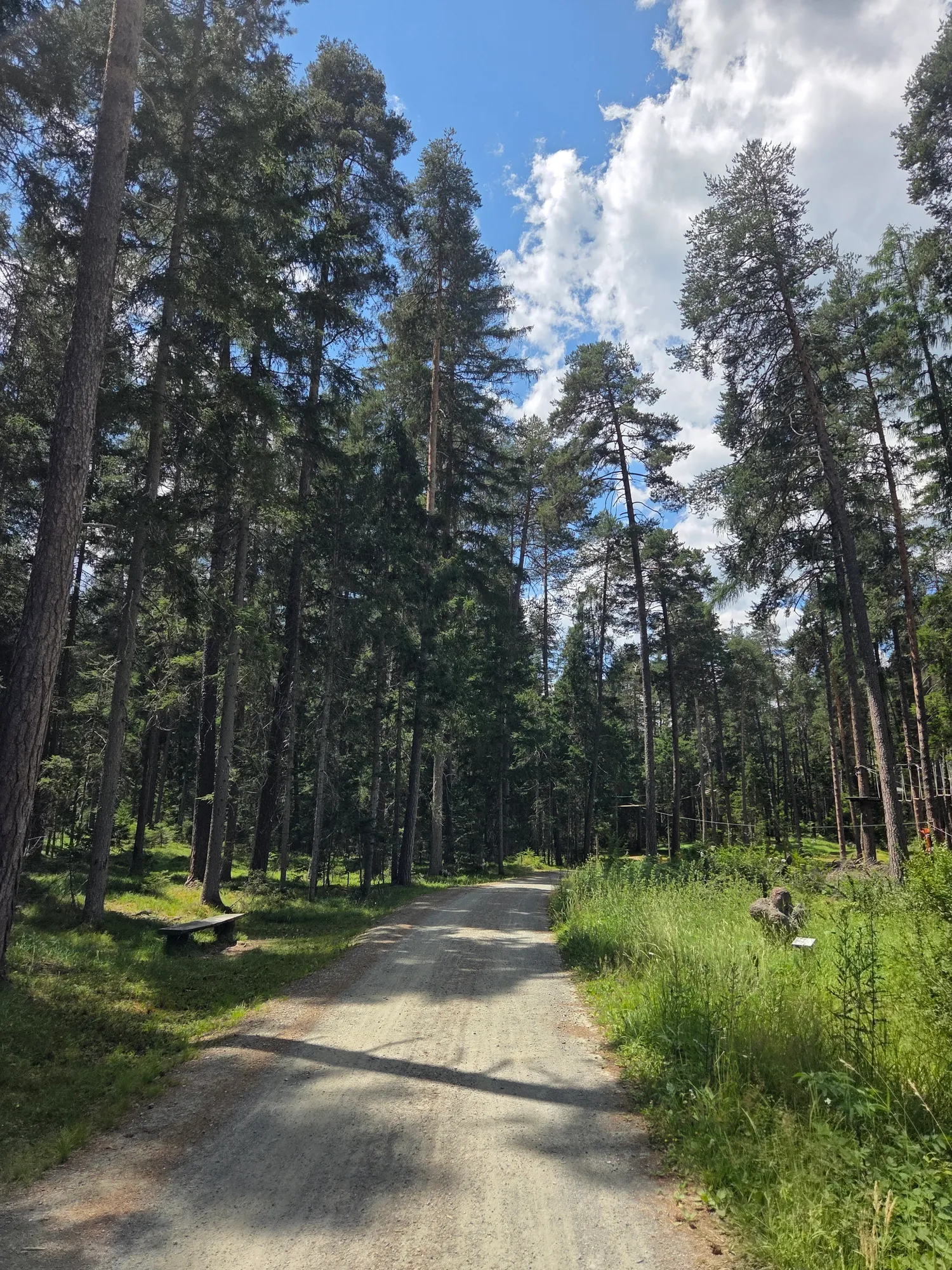 Gravelweg durch lichten Kiefernwald im Engadin