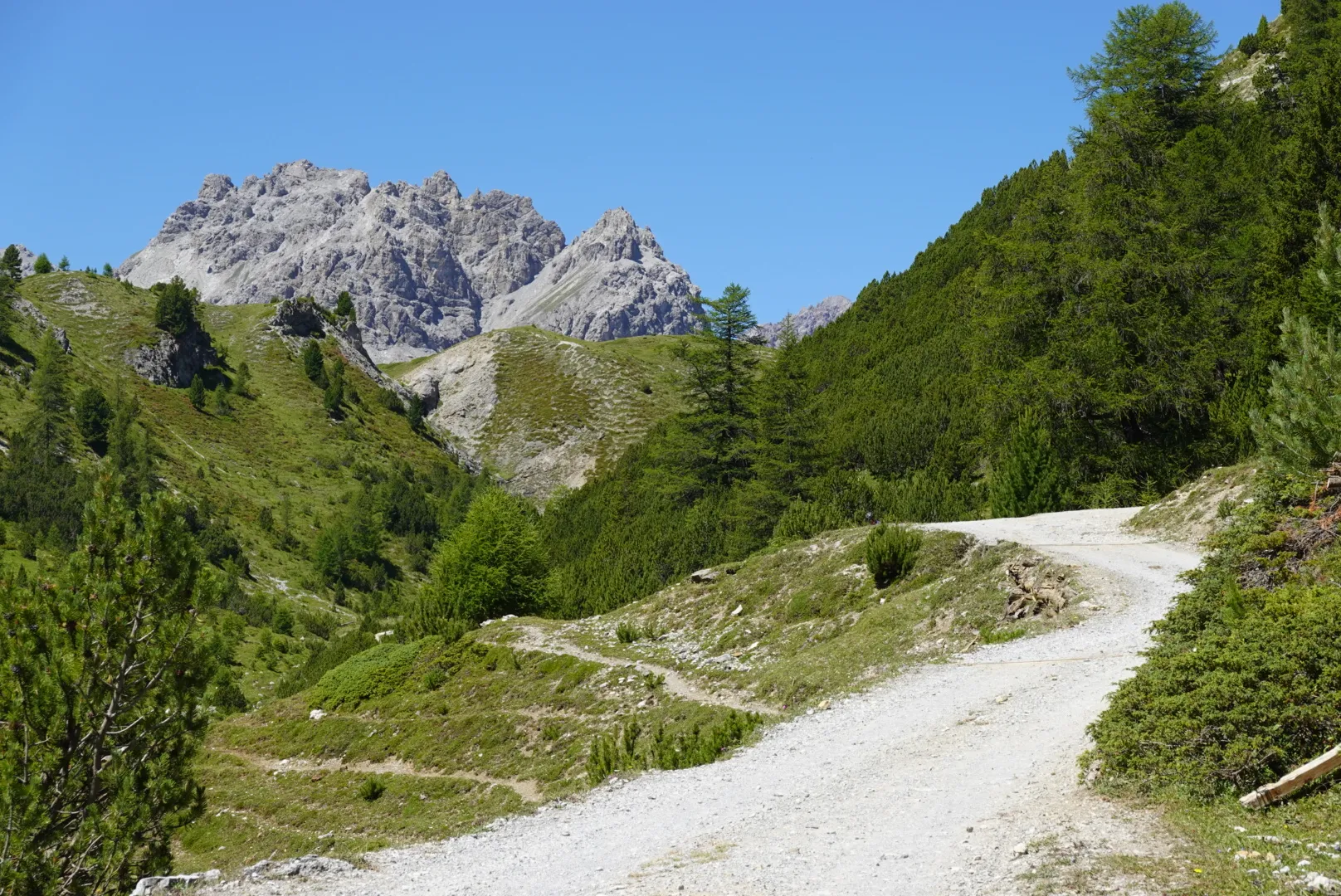 Gravelstraße windet sich durch Lärchen ins Val Mora, dahinter helle Kalkgipfel