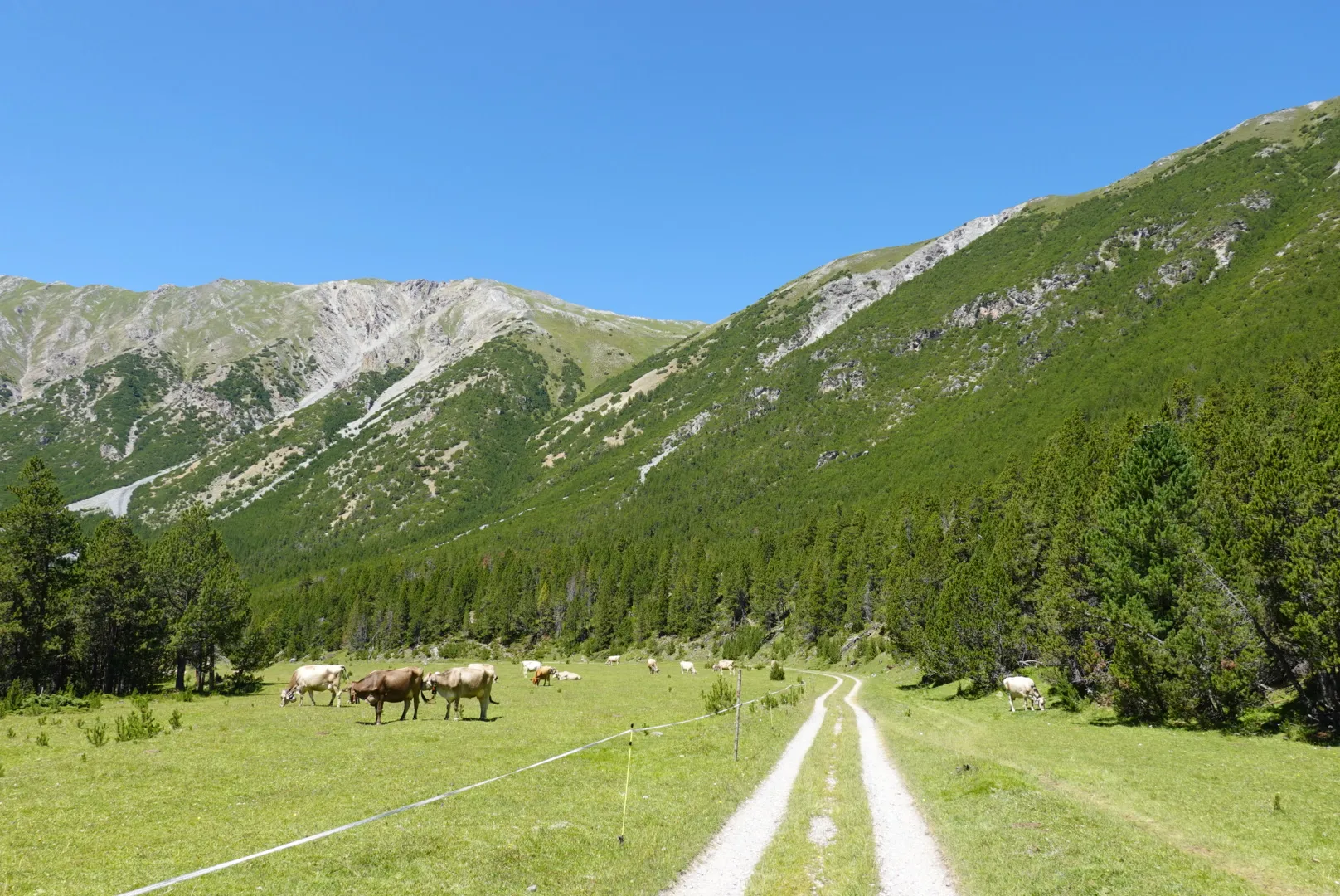 Pferde grasen neben dem Gravelweg im Talboden