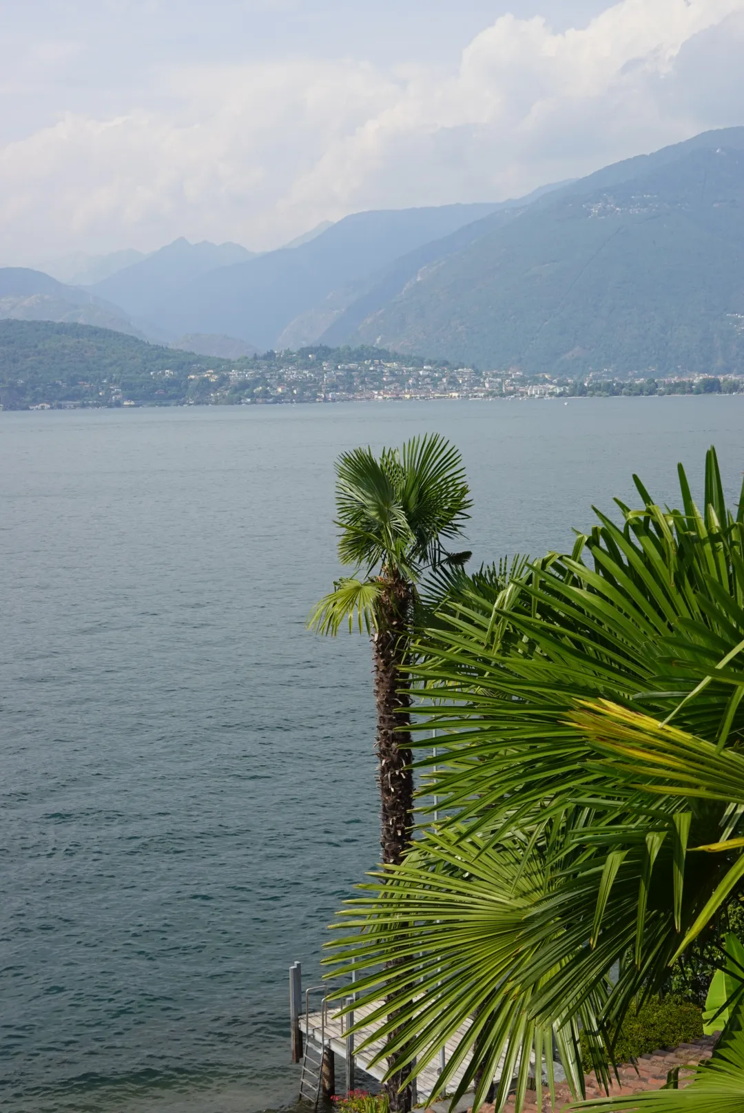 Blick auf den Lago Maggiore mit Palmen im Vordergrund