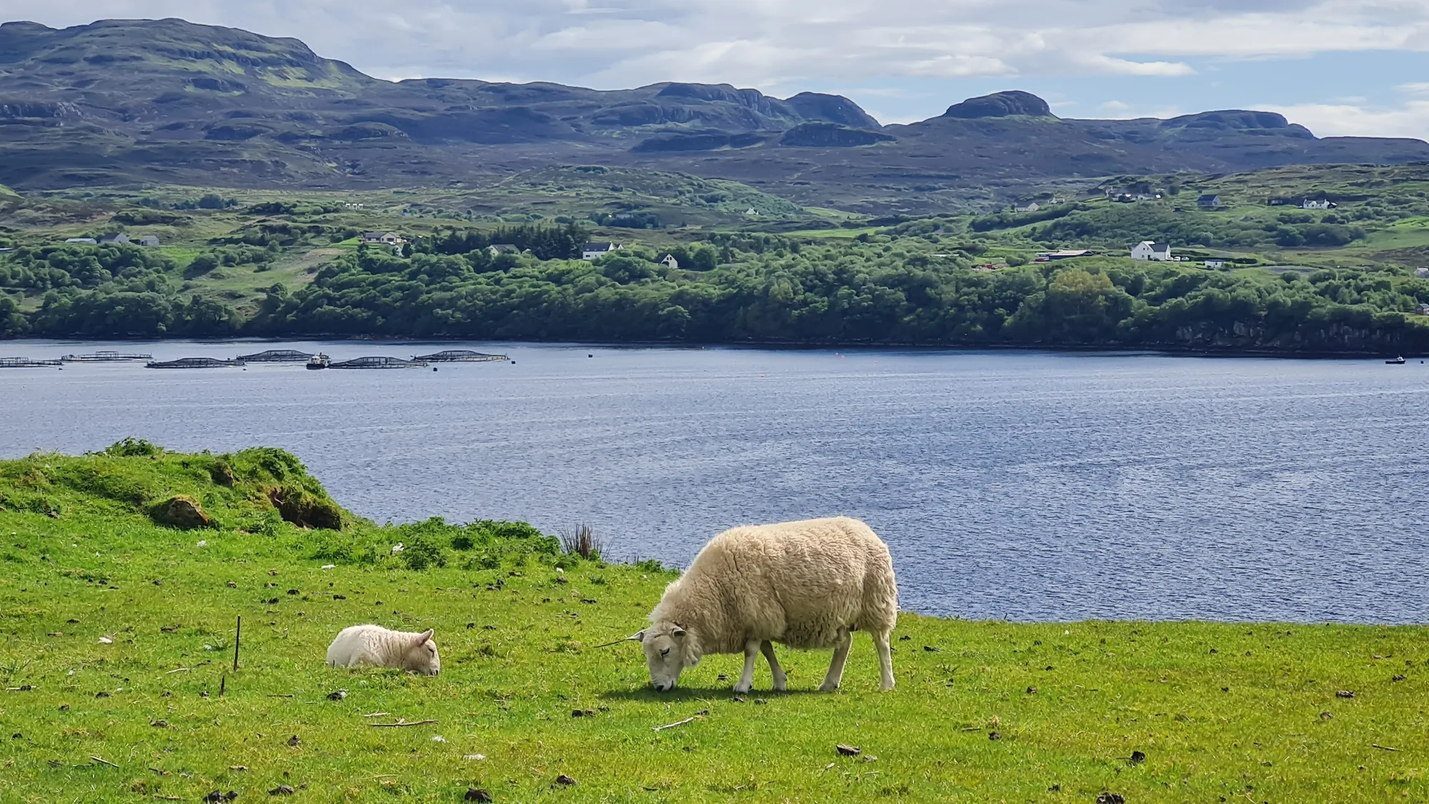 Schaf und Lamm im Gras an einem Loch auf Skye