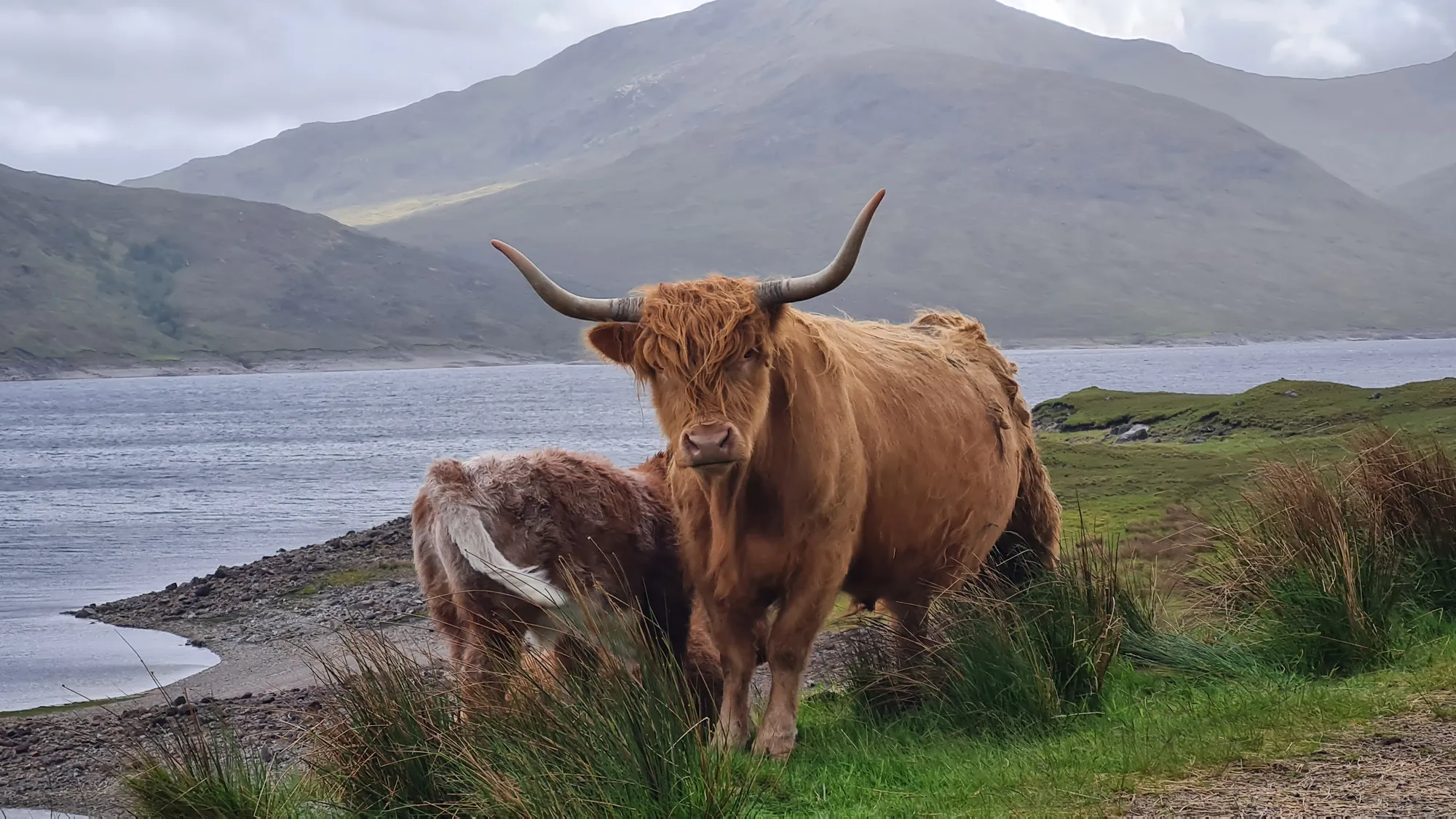 Highland-Rind mit Kalb am Ufer eines Lochs