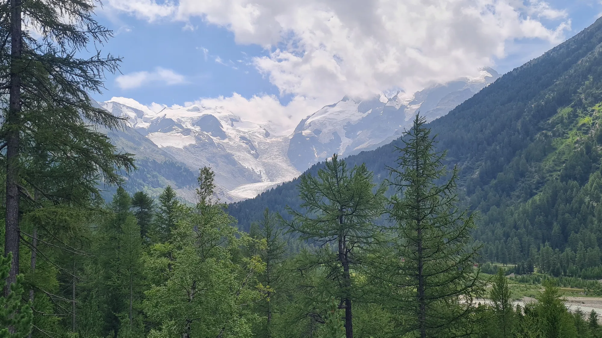 Gletscher über dem Lärchenwald auf dem Weg zum Bernina